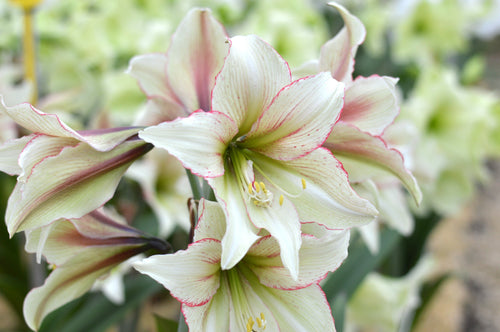 Kup Amaryllis Cebulki Magic Green