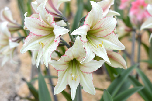 Amaryllis Magic Green Polska