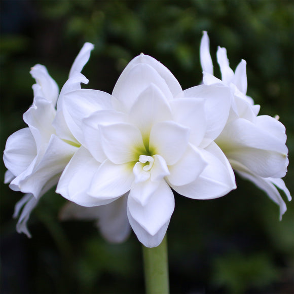 Amarylis Pełny 'White Nymph' (Biała Rusałka)