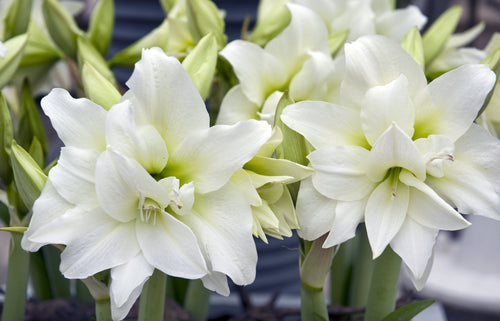 Białe cebulki kwiatowe Amarylis