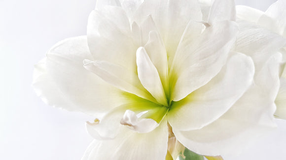 kup białe cebulki kwiatowe Amarylis Nymph