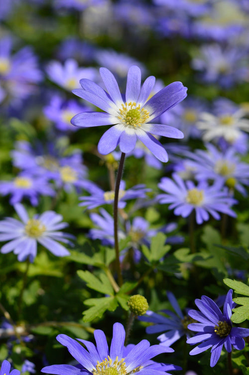 Zawilec Grecki Blue Shades