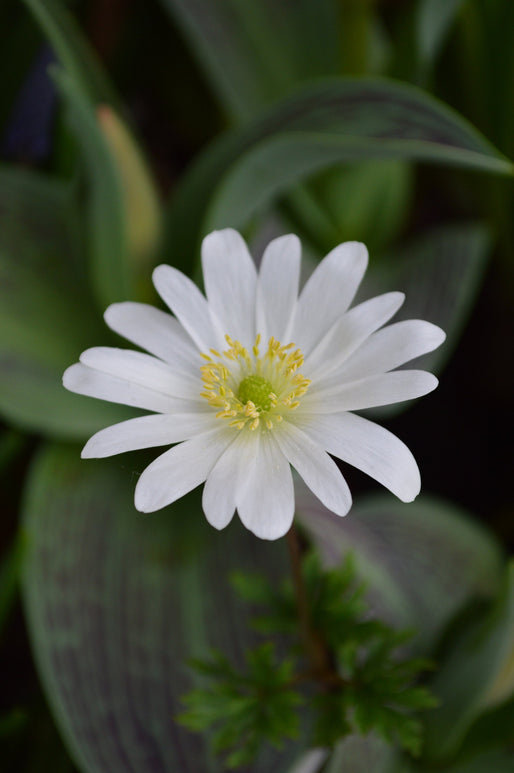 Anemone Blanda White Splendour Grecian Wind Flowers