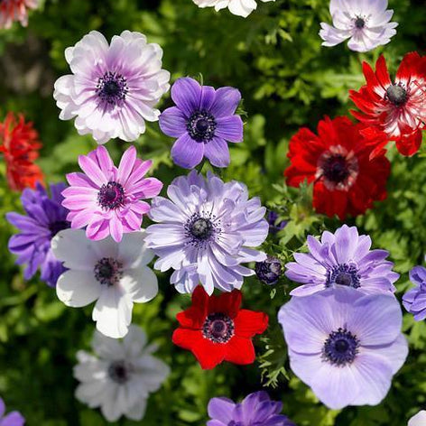 Anemone St. Brigid Bulbs