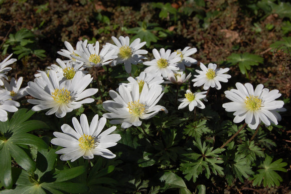Anemone Blanda White Bulbs - Grecian Wind Flowers