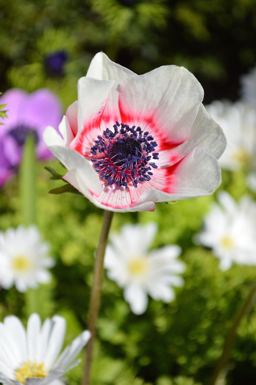 white and red anemones Windflowers