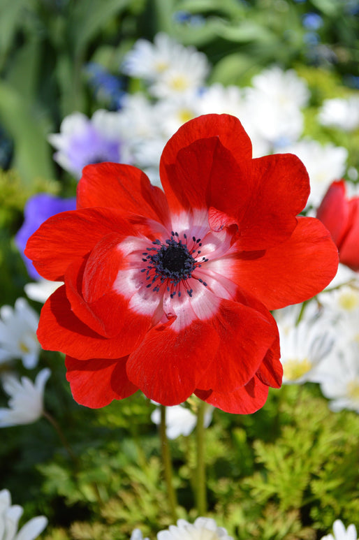 Anemone de Caen Hollandia - Red Wind Flowers