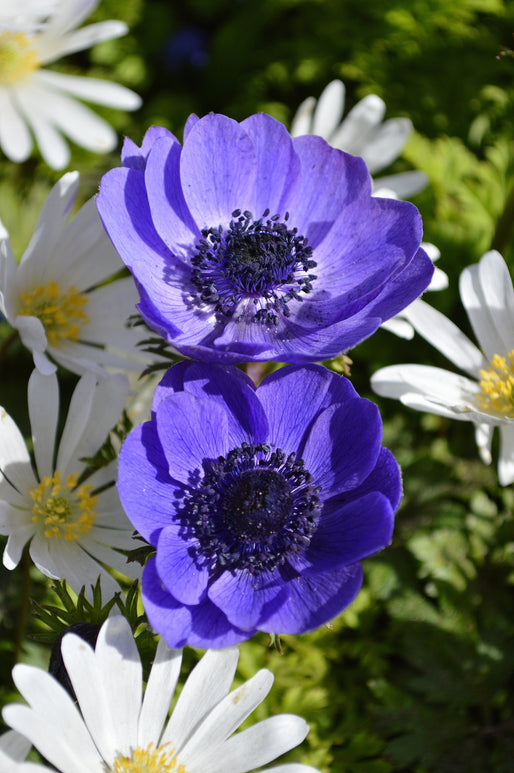 blue anemones de Caen Mr. Fokker - Wind Flowers