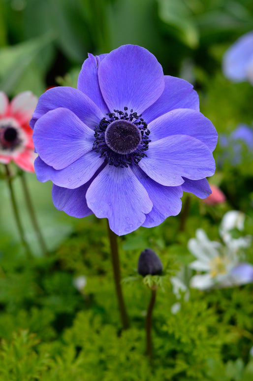 Anemone de Caen Mr. Fokker - Blue Wind Flowers