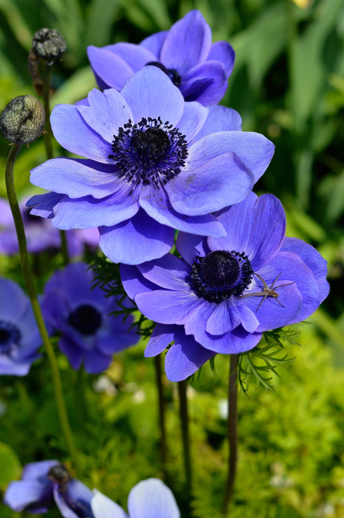 Blue Anemone de Caen Windflower - Blue Ground Cover