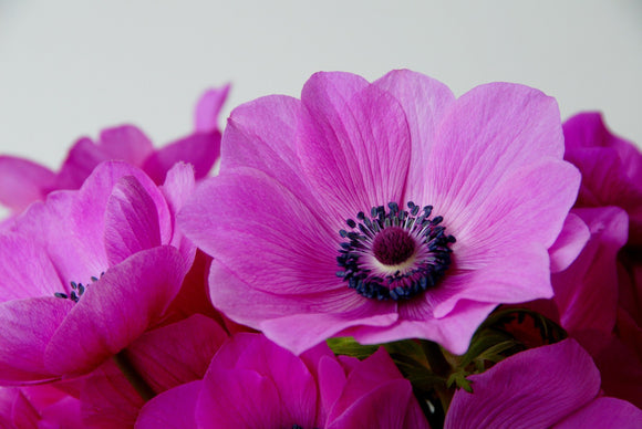Anemone de Caen Syphide bulbs - Purple-Pink Wind Flowers
