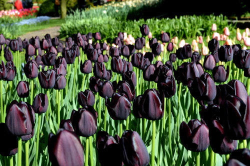 Tulip Black Queen of the Night UK Shipping