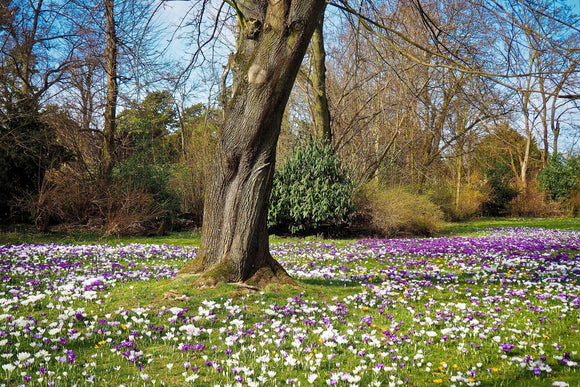 Zamów najwyższej wielkości cebule kwiatowe krokusa botanicznego