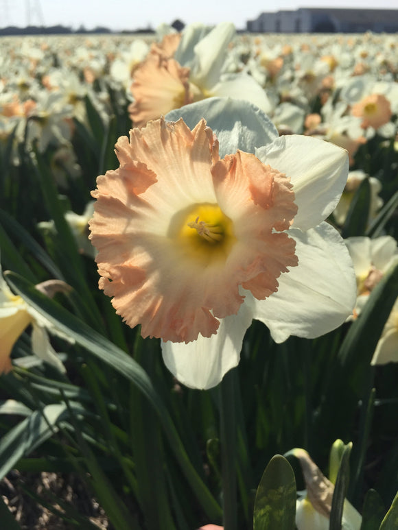 Żonkil British Gamble - Ogromne kwiaty
