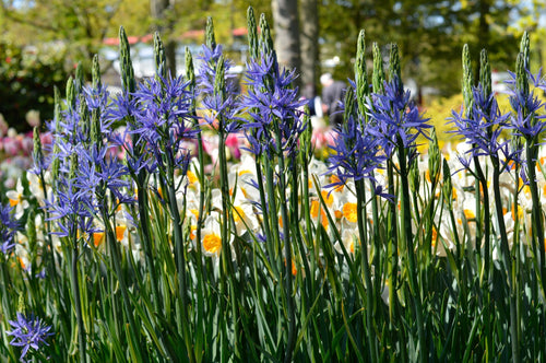 CAMASSIA KAMASJA QUAMASH