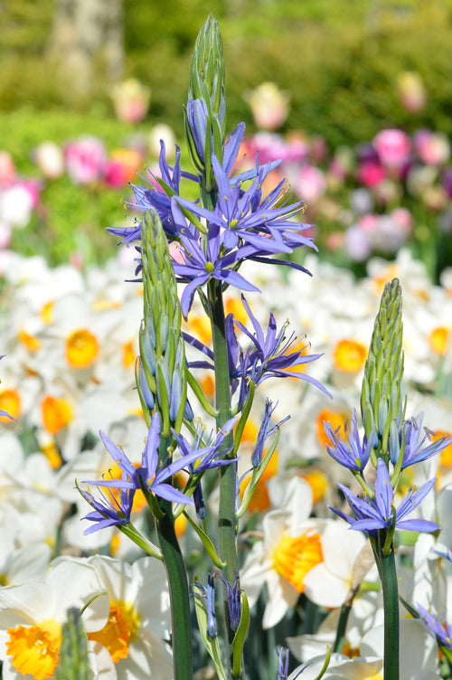 Camassia esculenta quamash | cebulki kwiatowe