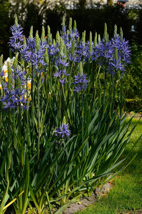 Camassia esculenta quamash cebulki