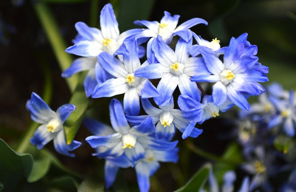 Śnieżnik Lśniący (Chionodoxa)