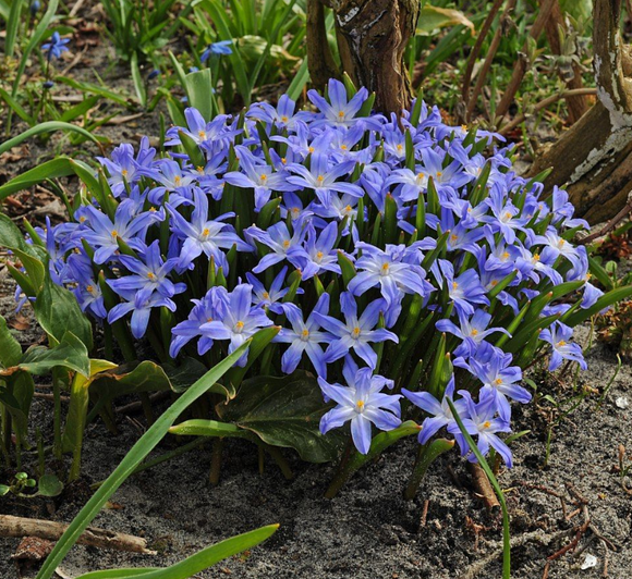 Śnieżnik lśniący - Chionodoxa luciliae