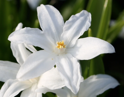 Śnieżnik lśniący biały - Chionodoxa luciliae alba
