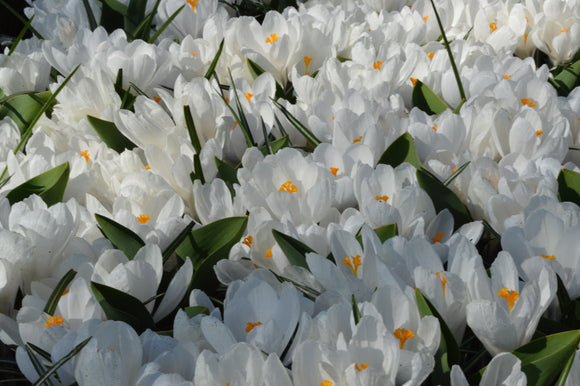 Krokus Jeanne d'Arc
