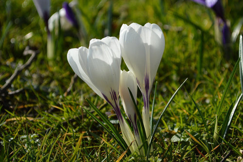 Krokus Wielkokwiatowy Jeanne D'Arc