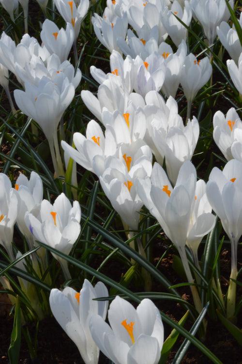 Cebulki kwiatowe krokusa białego