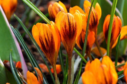 KROKUS BOTANICZNY ORANGE MONARCH