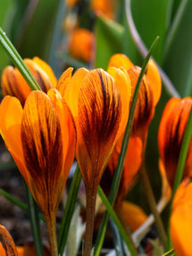 Krokus Orange Monarch