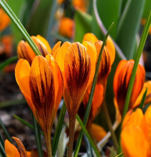 Krokus Orange Monarch Cebulki kwiatowe