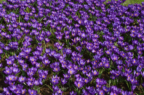 Purpurowe cebulki kwiatowe Crocus Remembrance do sadzenia jesiennego