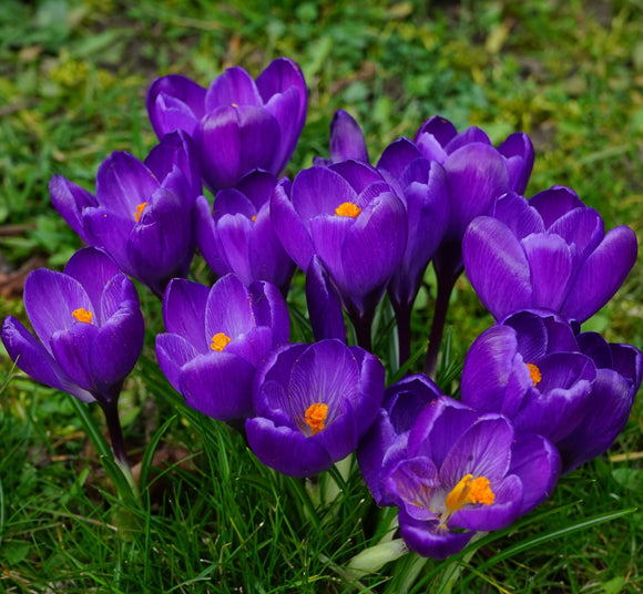 Crocus Remembrance Purpurowe Cebulki Kwiatowe Krokus - dostawa Polska