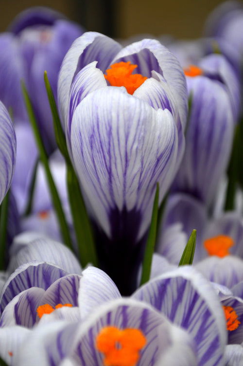 Krokus Wielkokwiatowy 'Pickwick'