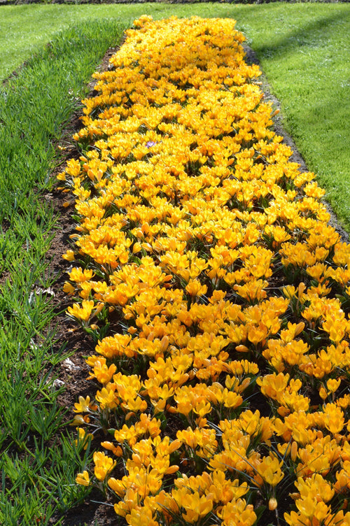 Żółte cebulki kwiatowe krokusa