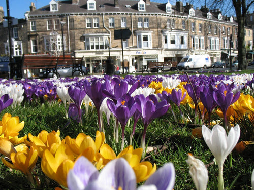 Jumbo Crocus mixed bulbs