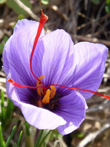 Szafran uprawny (Krokus Sativus)