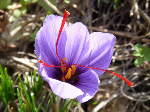 Szafran uprawny (Krokus Sativus)