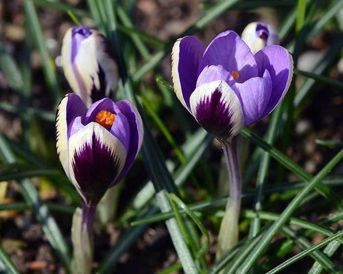 Crocus Spring Beauty cebulki kwiatowe wiosenne kwiaty