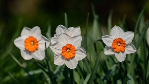 Daffodil Barret Browning białe i pomarańczowe wiosenne kwiaty