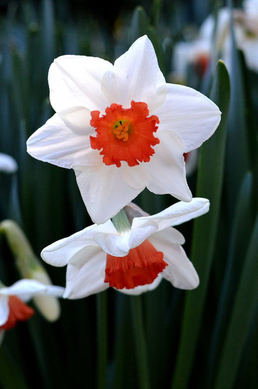 Daffodil Decoy Flower Bulbs