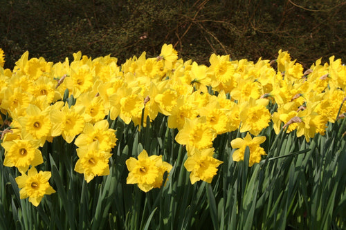 Daffodil Dutch Master (ulepszona wersja king alfred)