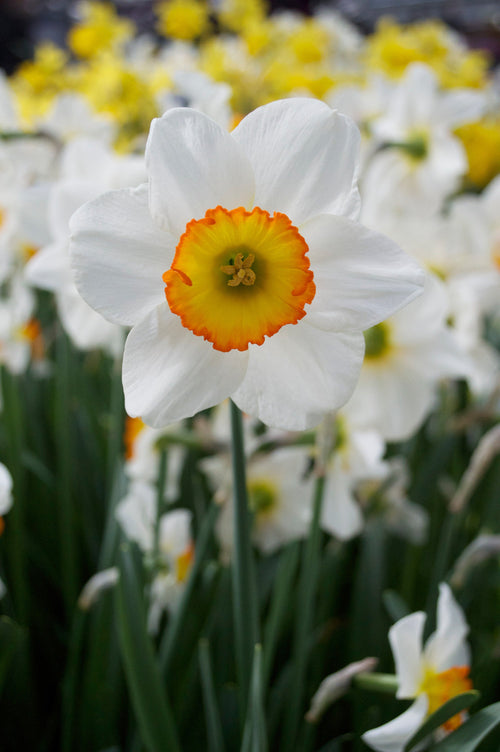 Narcyz Wielkoprzykoronkowy Flower Record