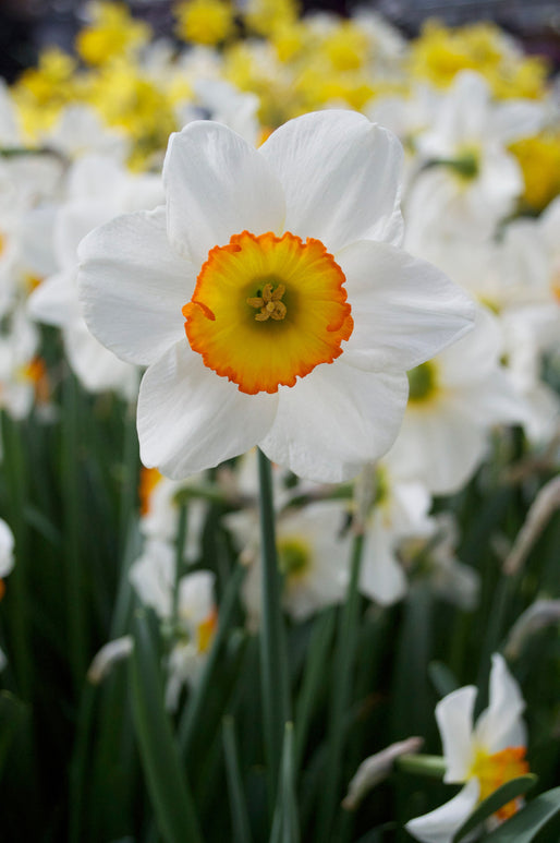 Narcyz Wielkoprzykoronkowy Flower Record