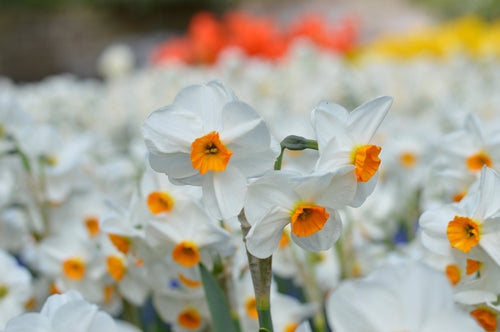 Kup cebulki żonkili Geranium
