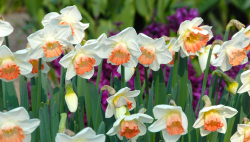 Narcissus - Narcyzy - Narcyz Pink Charm
