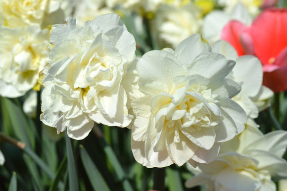 Daffodil White Explosion Double
