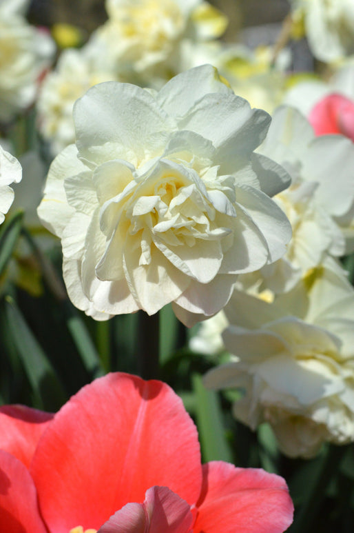 Doubel White Daffodil White Explosion UK
