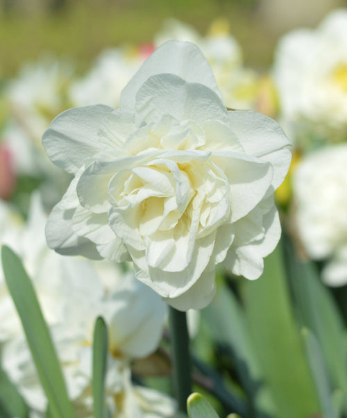 Daffodil Bulbs for UK delivery - White Explosion