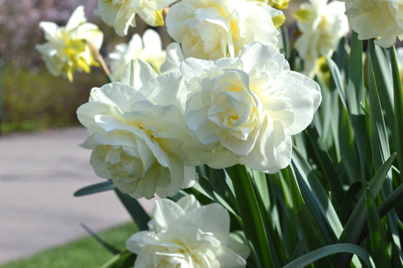 Daffodil White Explosion Narcissus Double White UK
