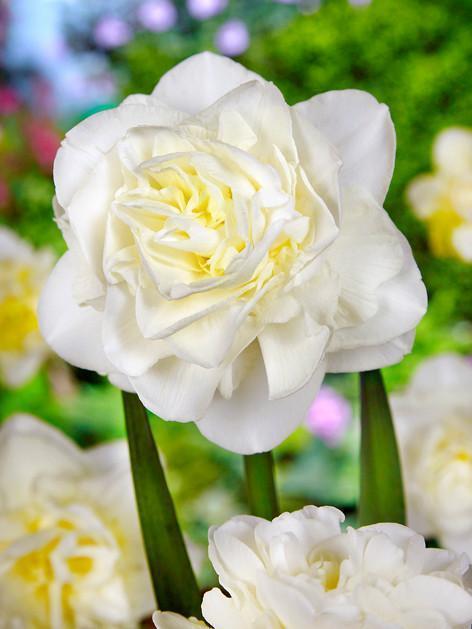 Daffodil White Explosion